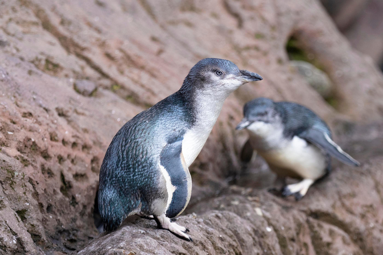 Christchurch International Antarctic Centre Entry Tickets
