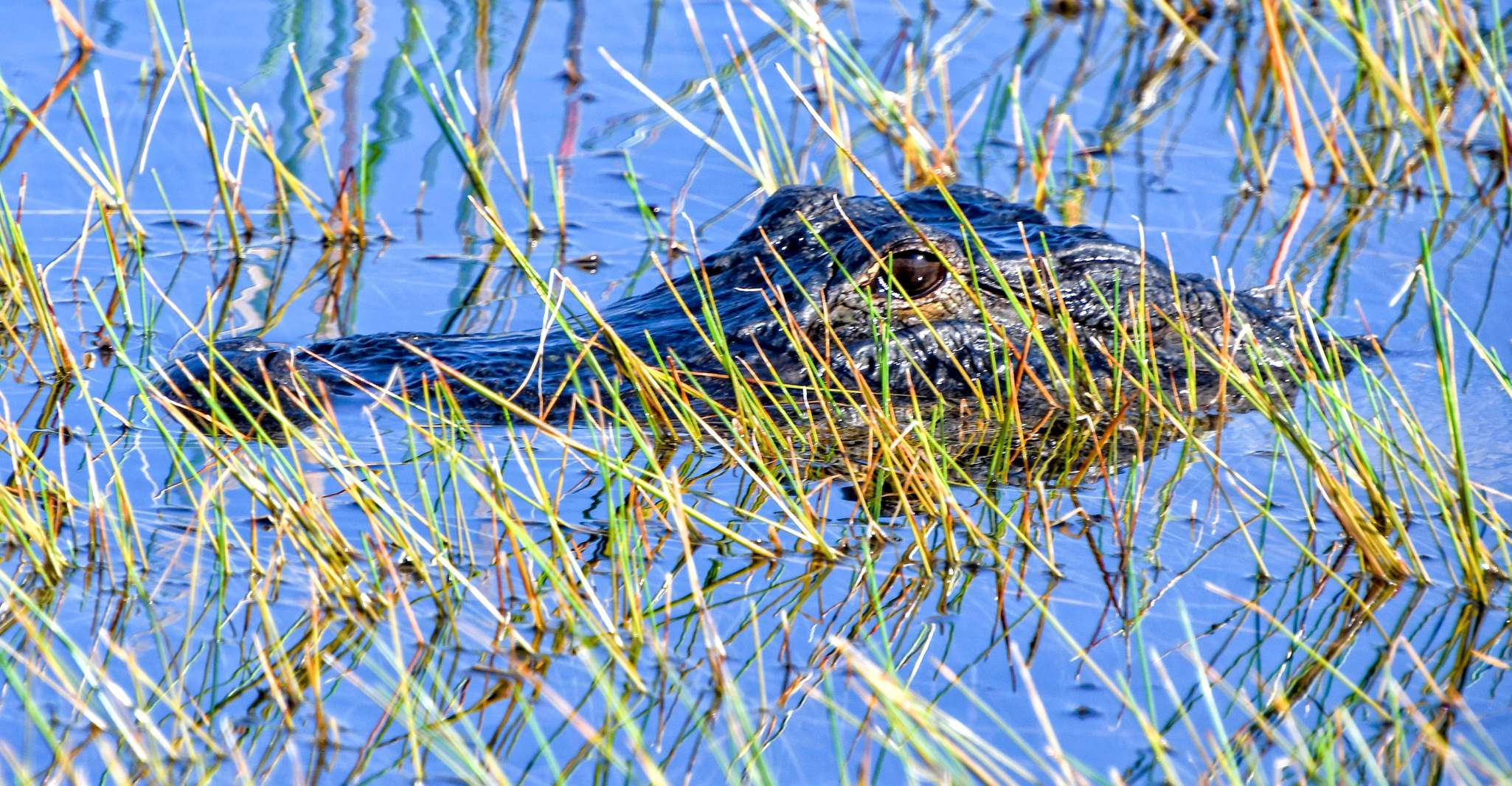 Miami: Everglades Airboat, Wildlife Exhibit & Roundtrip Bus photo 7