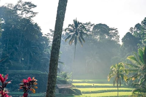 Bali: Sukawati Temple, Waterfall, Traditional House & Rice - Image 2