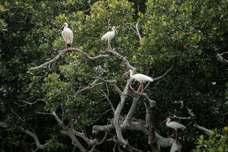 Key West: All Day Eco Tour - Kayak, snorkel and sail!