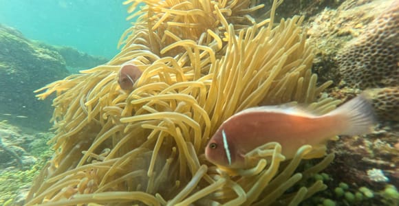 Phu Quoc: Small-Group 3 Islands Speedboat Tour & Snorkeling