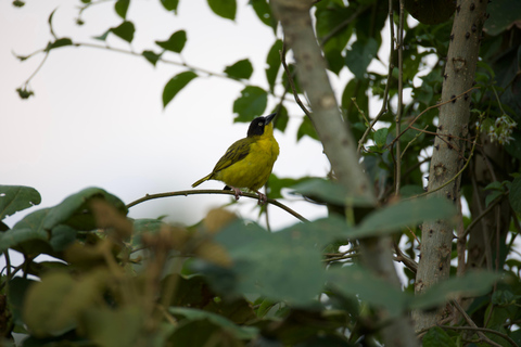 Kigali: 5-Day Birdwatching Tour Across Rwanda