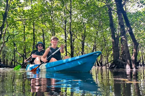 Iriomote island: Mangrove River SUP or Canoe Cruising Tour