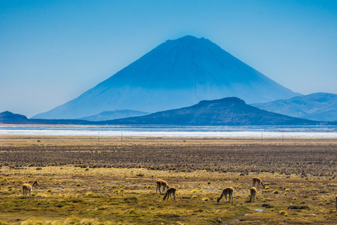 Arequipa: Reserva de Salinas e vulcão Aguada Blanca-Lojen