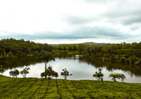 Tea Route - Dormant Volcano, Lakes, Tea Tasting & Lunch - Housity