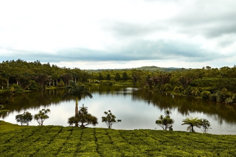 Route du thé - Excursion à l'île Maurice - Tout comprisRoute du thé | Excursions à l'île Maurice | Déjeuner et dégustation de thé