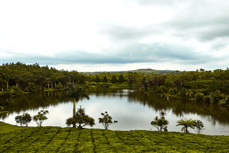 Ruta del Té - Excursión a Mauricio - Todo incluidoRuta del Té | Excursiones en Mauricio | Almuerzo y degustación de té