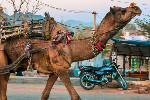 De Jaipur : Tour particular de Ajmer Pushkar de táxi com guia