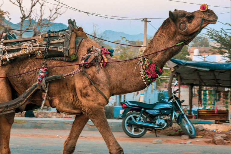 Von Jaipur aus: Ajmer Pushkar Private Tour mit Taxi und Reiseführer