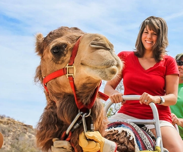 Agadir/Taghazout: Camel Rides with Tea Drink and Transfers
