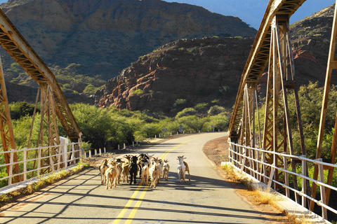 Ab Salta: Tagestour nach Cafayate