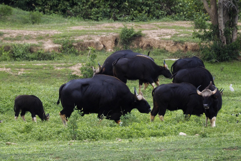 Hua Hin: Kui Buri National Park Wild Elephant Watching