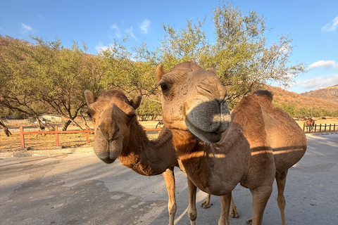 Discover West Salalah: Full-Day Tour by Safari Salalah Tours