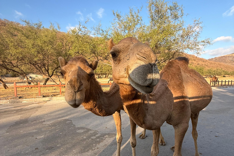 Discover West Salalah: Full-Day Tour by Safari Salalah Tours