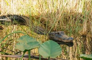 Miami: Everglades Airboat-Fahrt, Wildlife-Show & Bustransfer