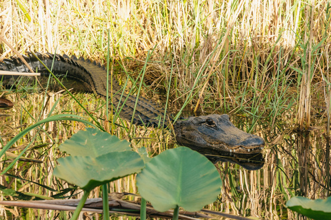 From Miami: Everglades Airboat, Wildlife Show & Bus Transfer Depart from Miami Beach (Tour in Spanish)