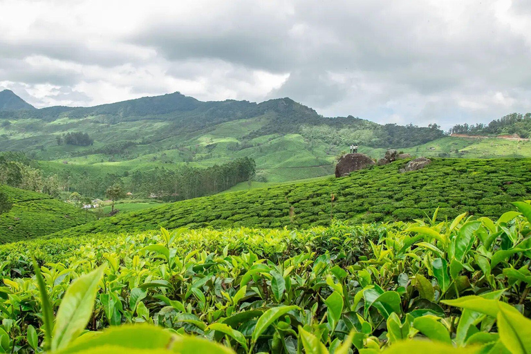 Klein Munnar: Vagamon Serene Teegärten, Wiesen und Wälder