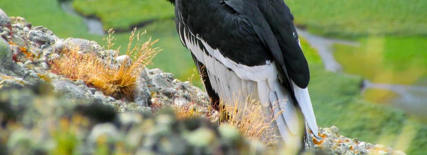 Puerto Natales : Randonnée d'une demi-journée au Cerro Benitez avec les condors