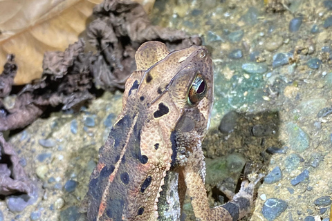 Manuel Antonio : Visite nocturne avec un guide naturaliste.