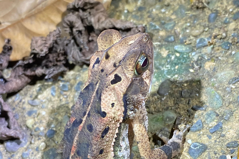 Manuel Antonio: Night tour with a naturalist guide.