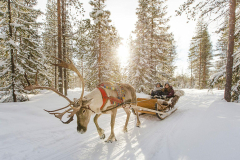 Från Rovaniemi: Lapplands ren- och huskyslädsafari