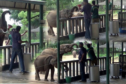 Sri Lanka: 12-dagars naturskön äventyrsresa