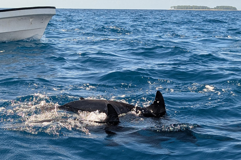 ZANZIBAR: Mnemba Dolphin & Salaam Cave+Pick up & Entry Fee. Private Tour with Hotel Pick up and Drop off & Lunch