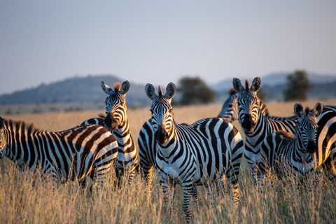 From Zanzibar: 1-Day Selous Safari with Flight & Lunch Selous Safari from Zanzibar – Without Transfer