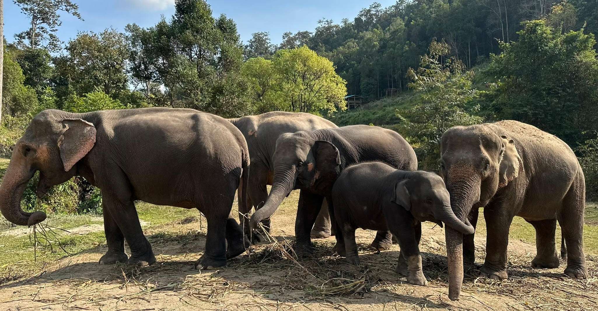 Chiang Mai, Waterfall, Elephant Sanctuary, and Rafting Tour - Housity