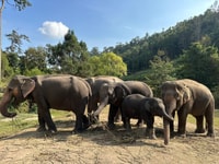 Chiang Mai, Waterfall, Elephant Sanctuary e Rafting Tour - Housity