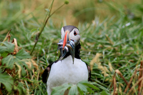 Reykjavik: 1.5-Hour Puffin Watching Tour