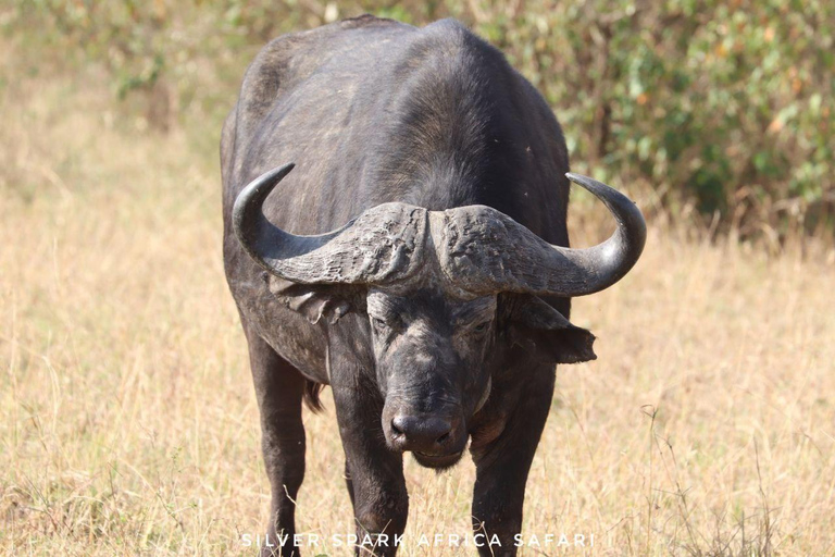 Menseneter: Tsavo East Park, Amboseli Reserve, L Nakuru Park