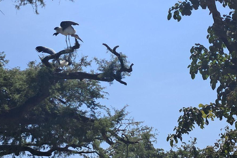 Addis Ababa: 6-Day Abijata Shalla NP & Bale Mountains Tour