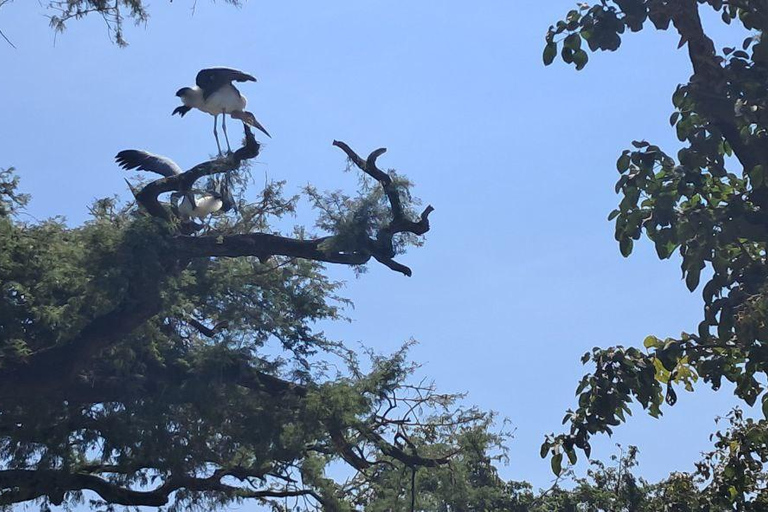 Addis Ababa: 6-Day Abijata Shalla NP & Bale Mountains Tour