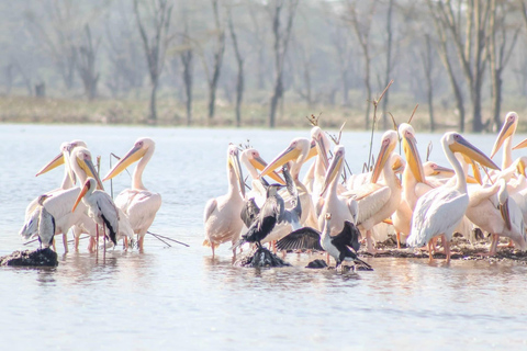 Nairobi: Lake Nakuru National Park Safari with Lunch