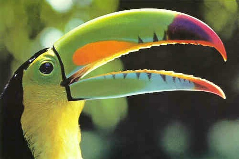 Riviera Maya: Puerto Morelos 4-Hour Bird Watching Tour