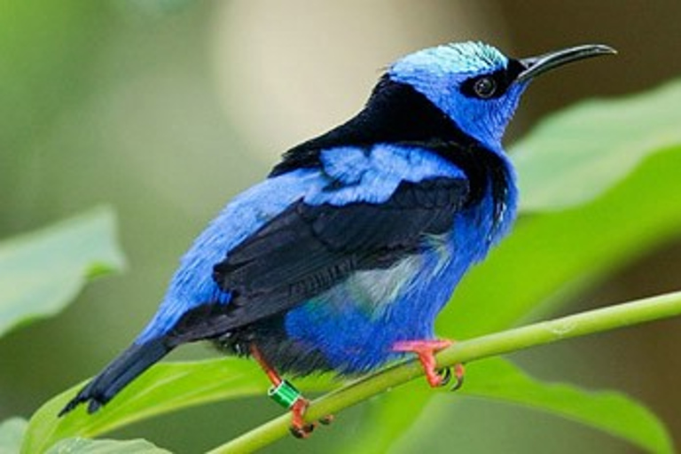 Riviera Maya: Puerto Morelos 4-Hour Bird Watching Tour