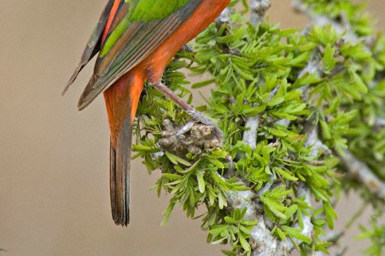 Riviera Maya: Puerto Morelos 4-Hour Bird Watching Tour
