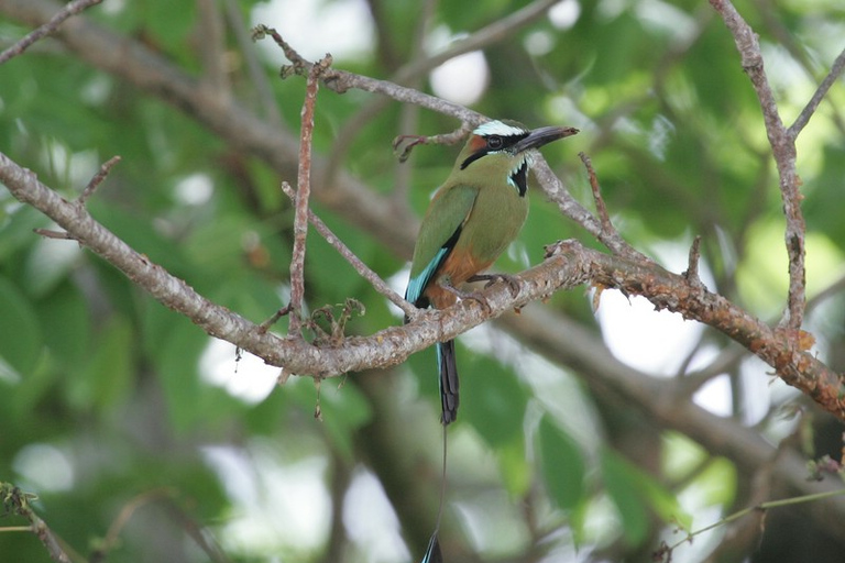 Riviera Maya: Puerto Morelos 4-Hour Bird Watching Tour