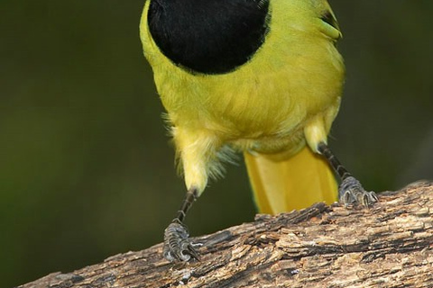 Riviera Maya: Puerto Morelos 4-Hour Bird Watching Tour