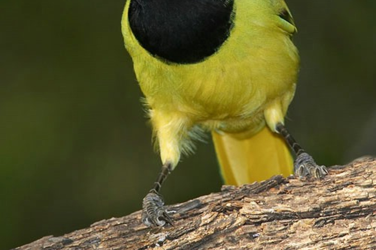 Riviera Maya: Puerto Morelos 4-Hour Bird Watching Tour