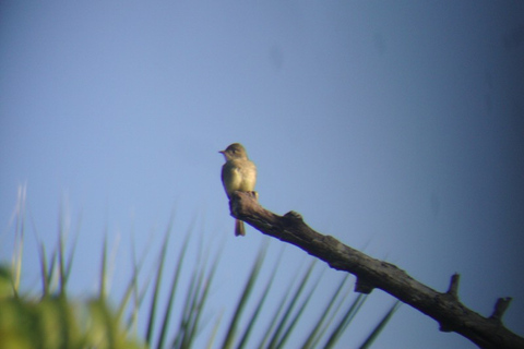 Riviera Maya: Puerto Morelos 4-Hour Bird Watching Tour