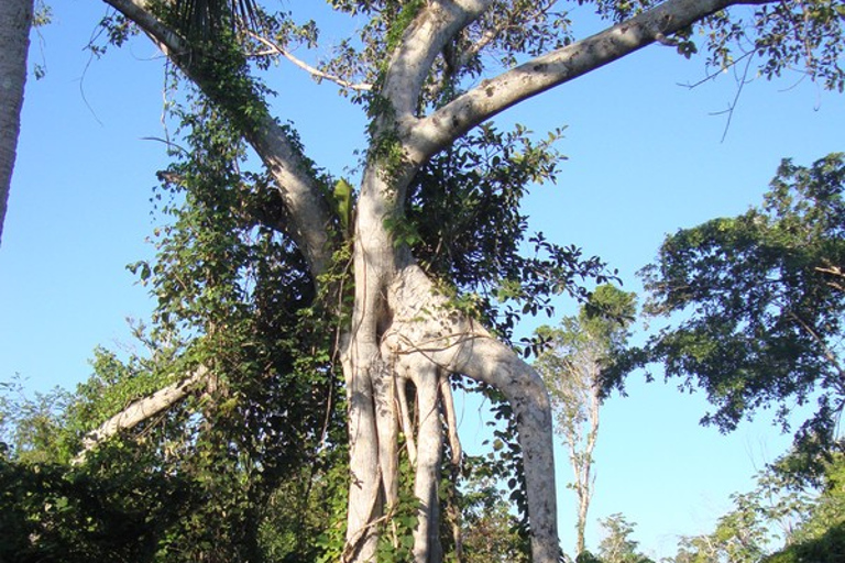 Riviera Maya: Puerto Morelos 4-Hour Bird Watching Tour