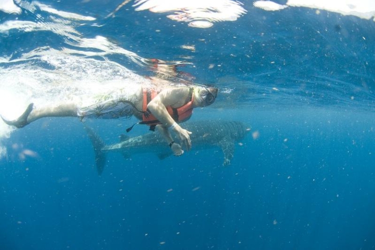 Cancún: Schwimmen mit WalhaienStandard-Option