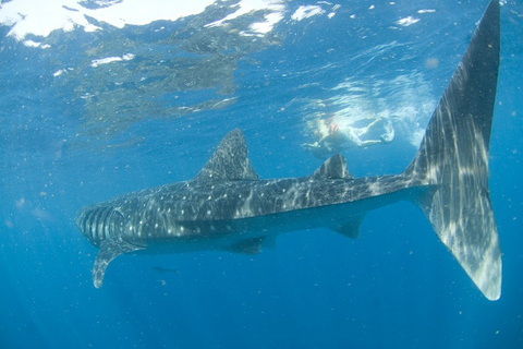 Cancún: Swim with Whale Sharks Standard Option