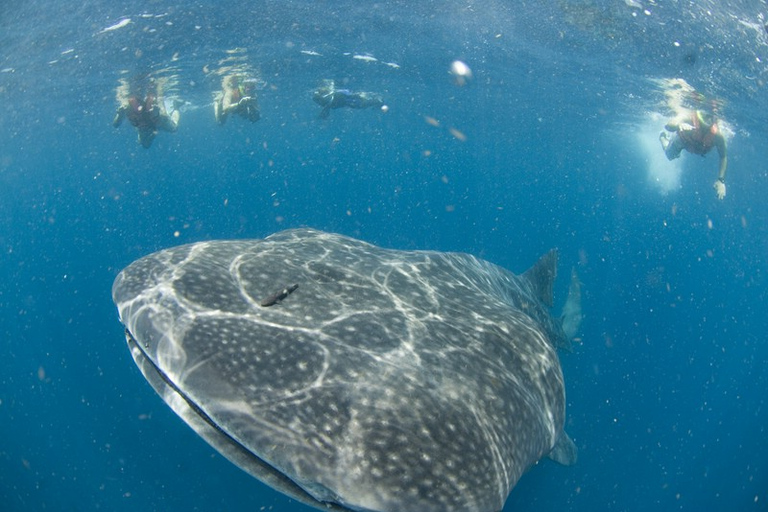 Cancun : baignade avec les requins-baleinesOption standard