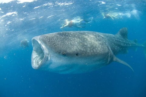 Cancún: Pływaj z rekinami wielorybimistandard Opcja
