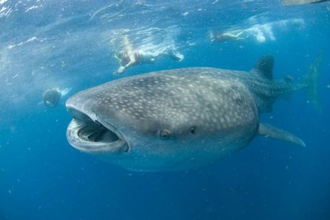 Cancún: Pływaj z rekinami wielorybimi