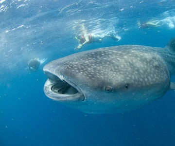 Cancún: Swim with Whale Sharks