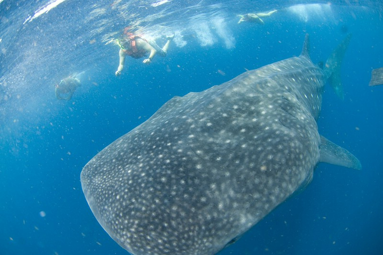 Cancun : baignade avec les requins-baleinesOption standard